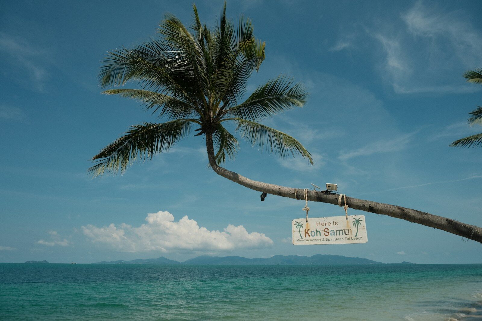 A palm tree leaning over a sign on a beach
