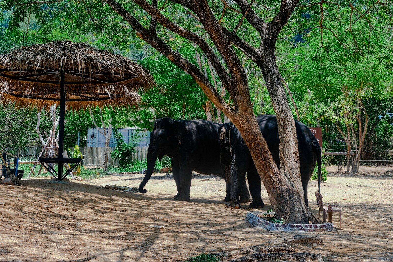 A couple of elephants standing next to a tree